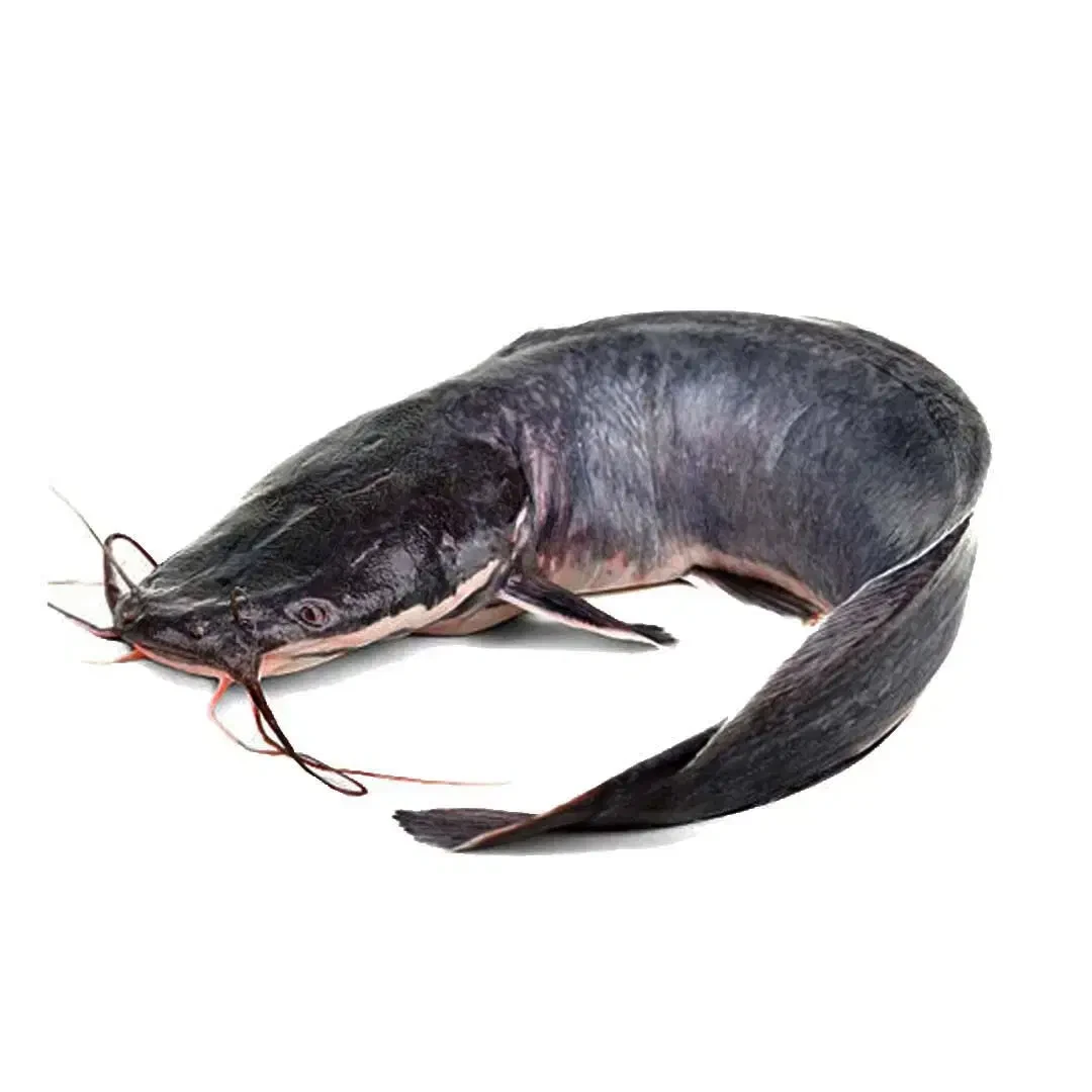 Fresh Catfish, Freshly Processed