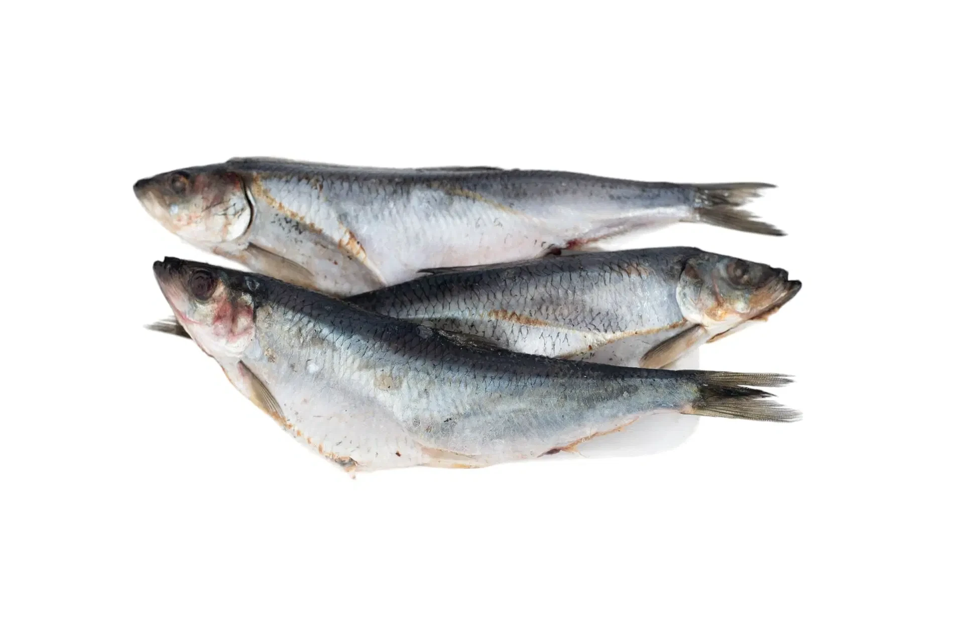 Fish - Sawa