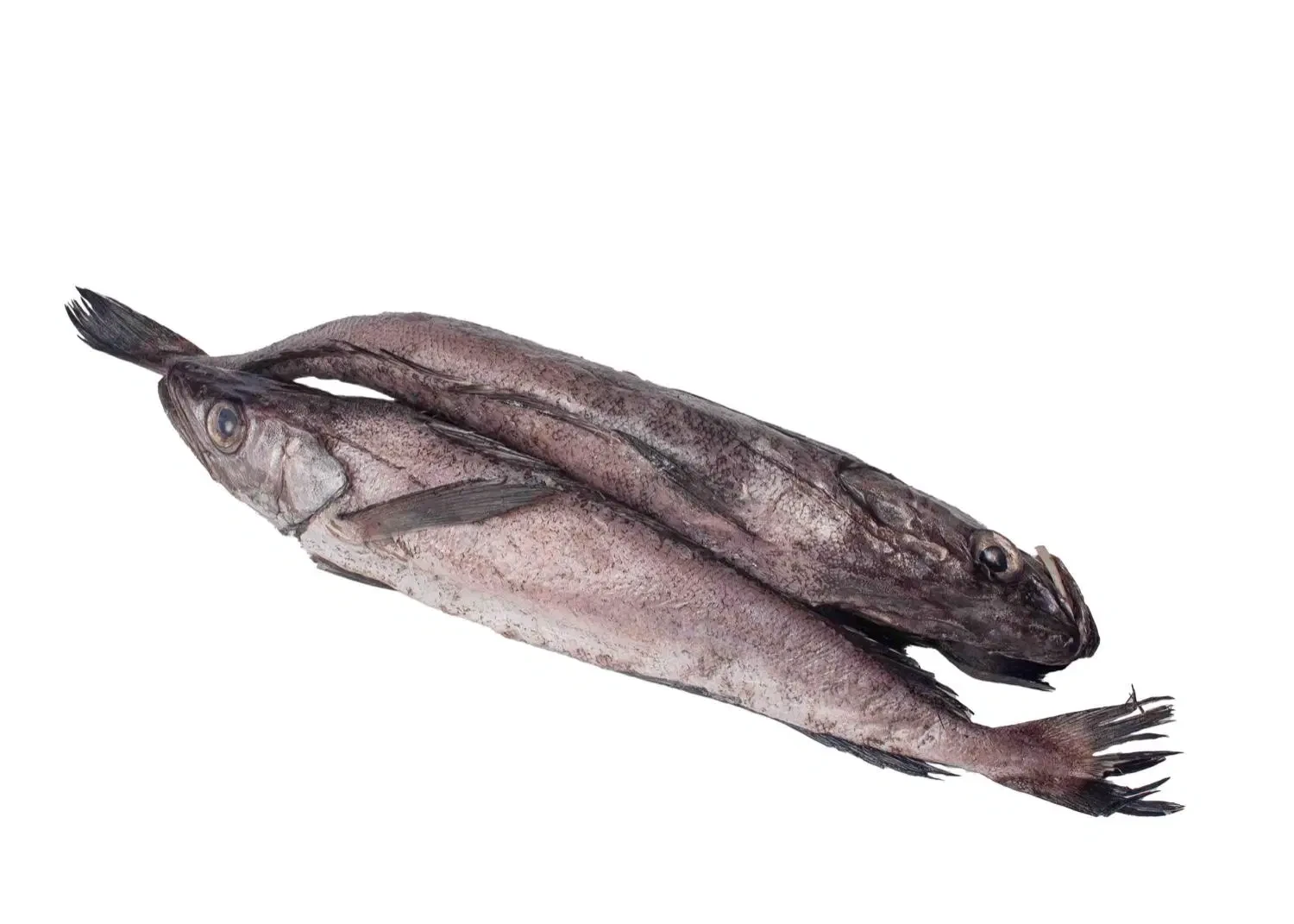 Fish - Hake