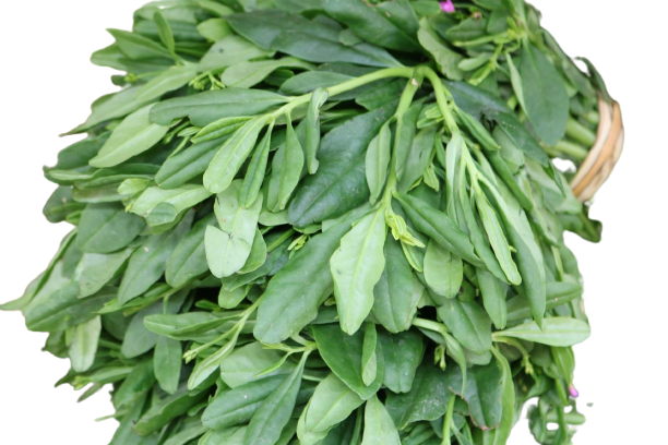 Waterleaf