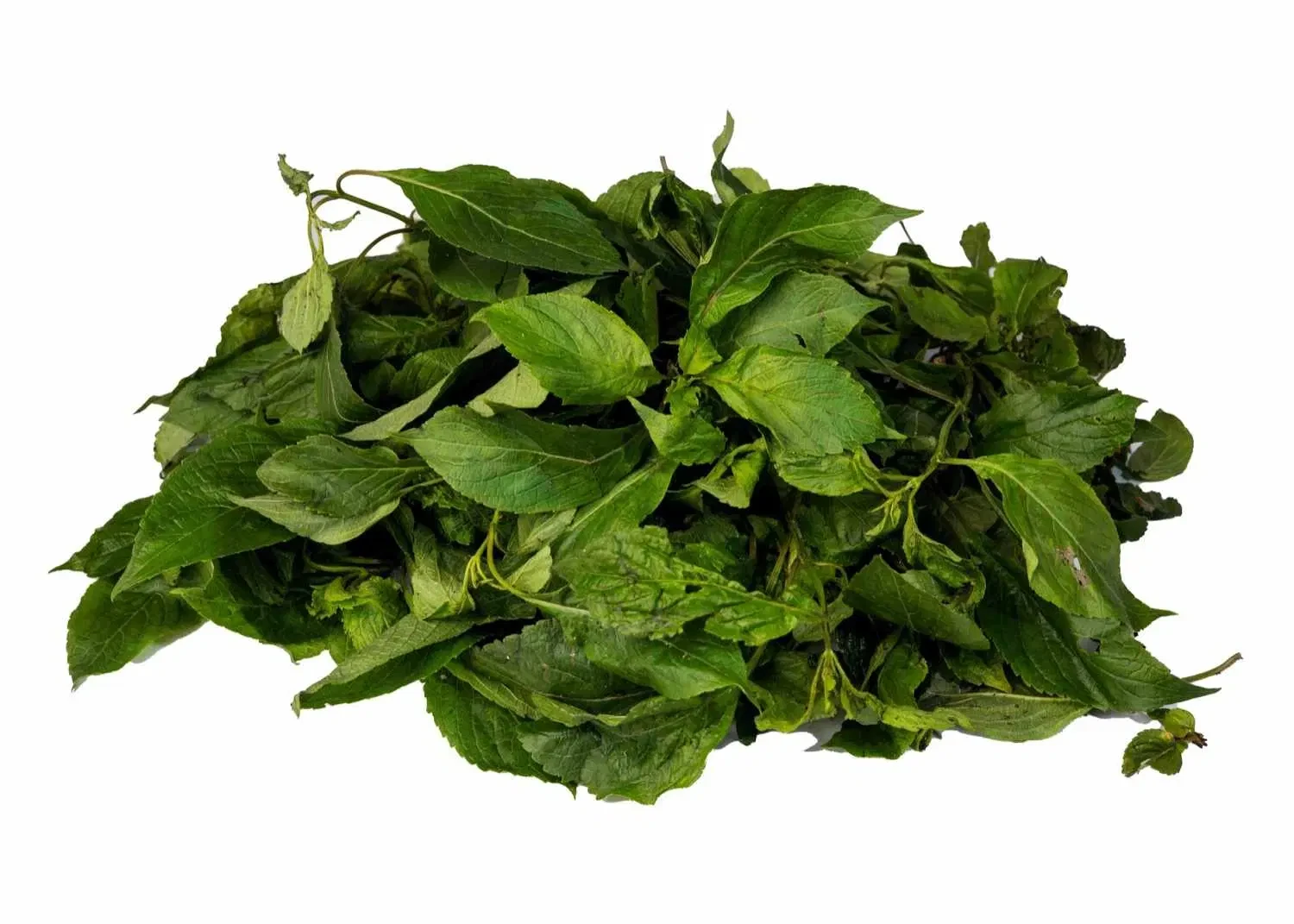Scent Leaf