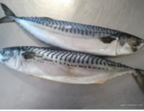 Titus Fish x2 - Frozen
