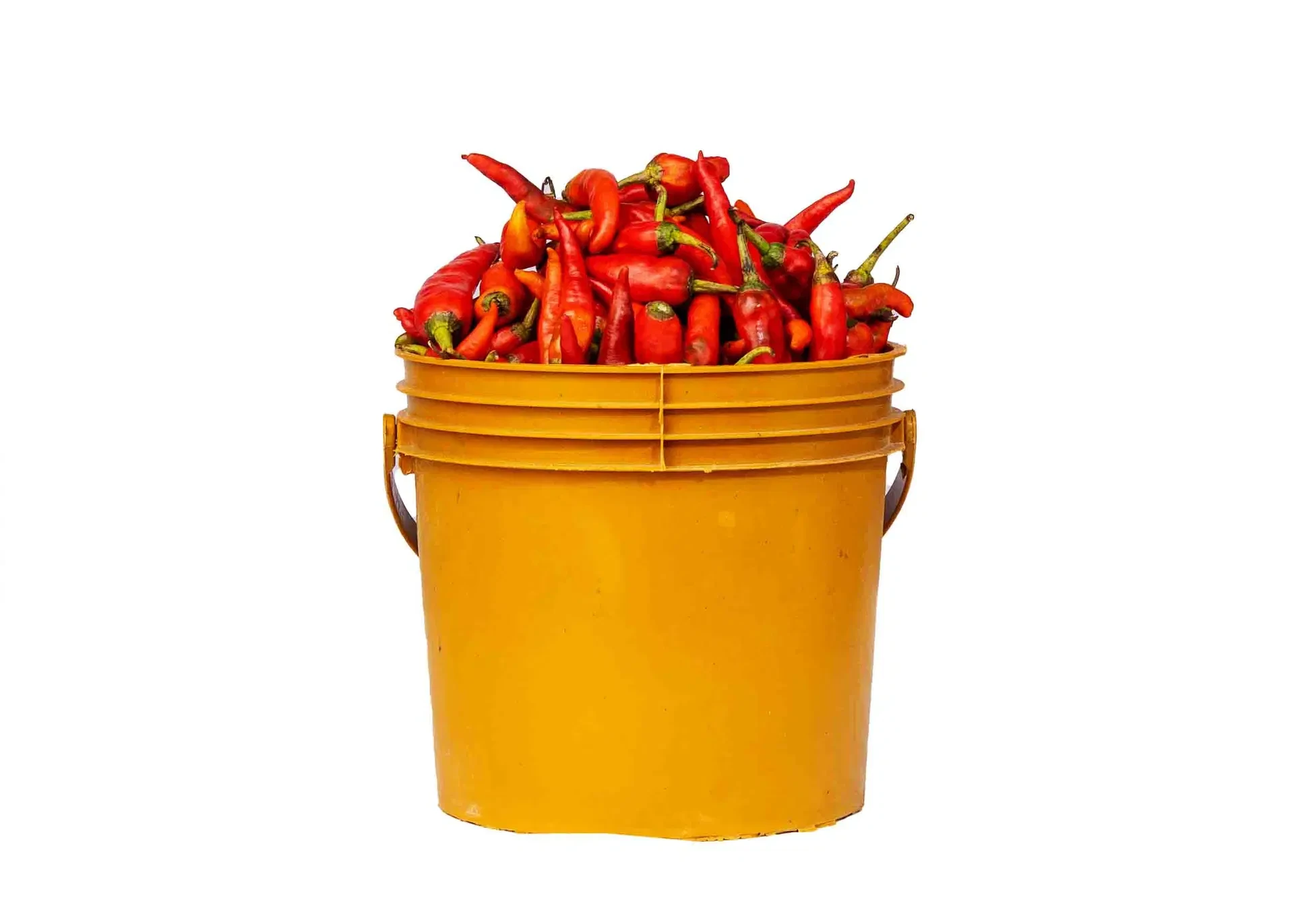 Pepper - Sombo