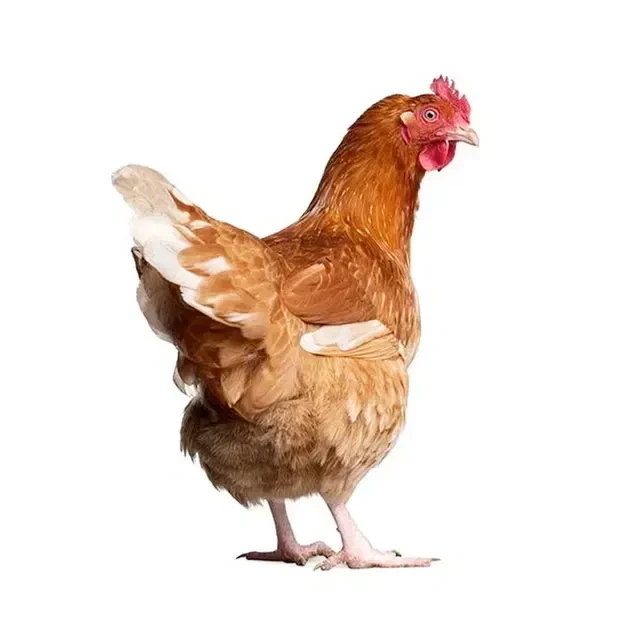 Chicken - Old Layer (Processed)